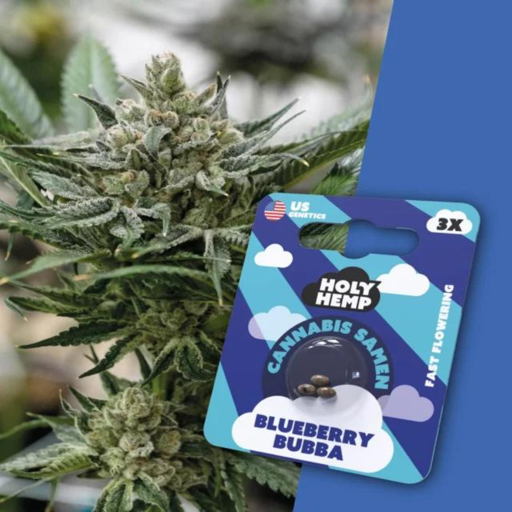 Holy Hemp - Blueberry Bubba - 3 Samen