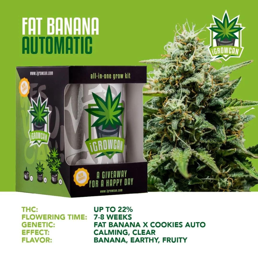 iGrowCan - Automatic - Fat Banana