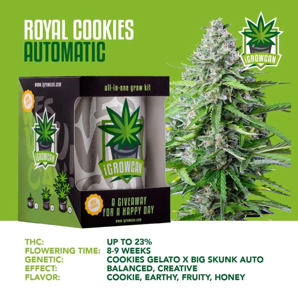 iGrowCan - Automatic - Royal Cookies