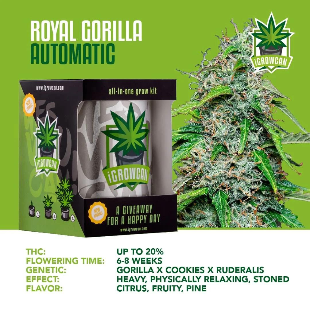 iGrowCan - Automatic - Royal Gorilla