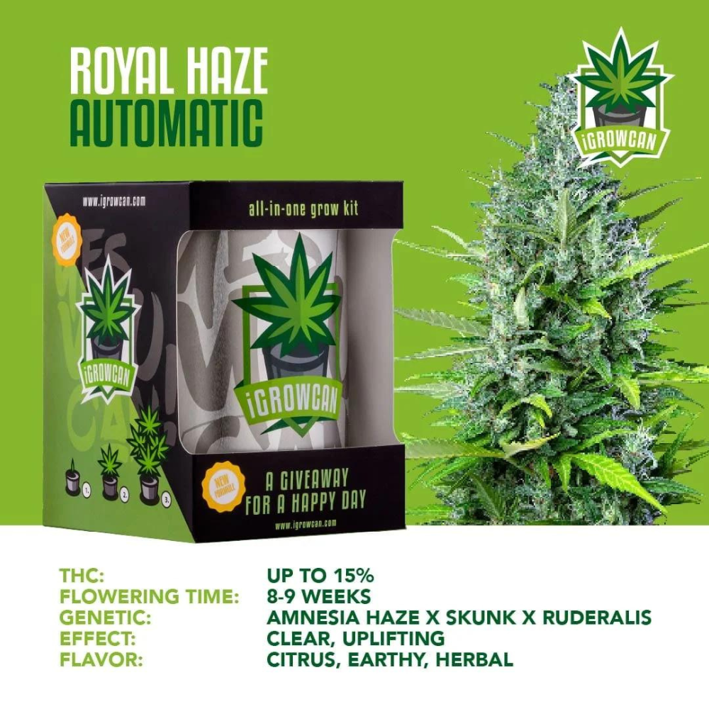 iGrowCan - Automatic - Royal Haze