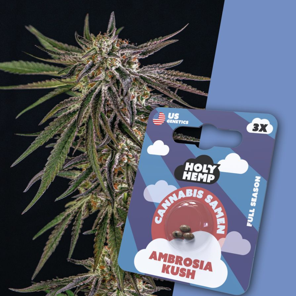 HOLY HEMP - AMBROSIA KUSH - 3 SAMEN