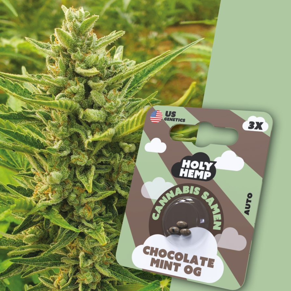 HOLY HEMP - CHOCOLATE MINT OG - 3 SAMEN